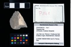 Foto (Objekt + Etikett) von Decapoda indet.  (NHMW-GEO-2014-0194-0141)